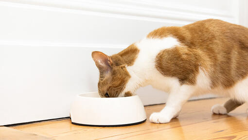 How to feed a cat a pill sales